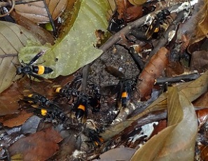 Honet nest at ground level on forest floor photo